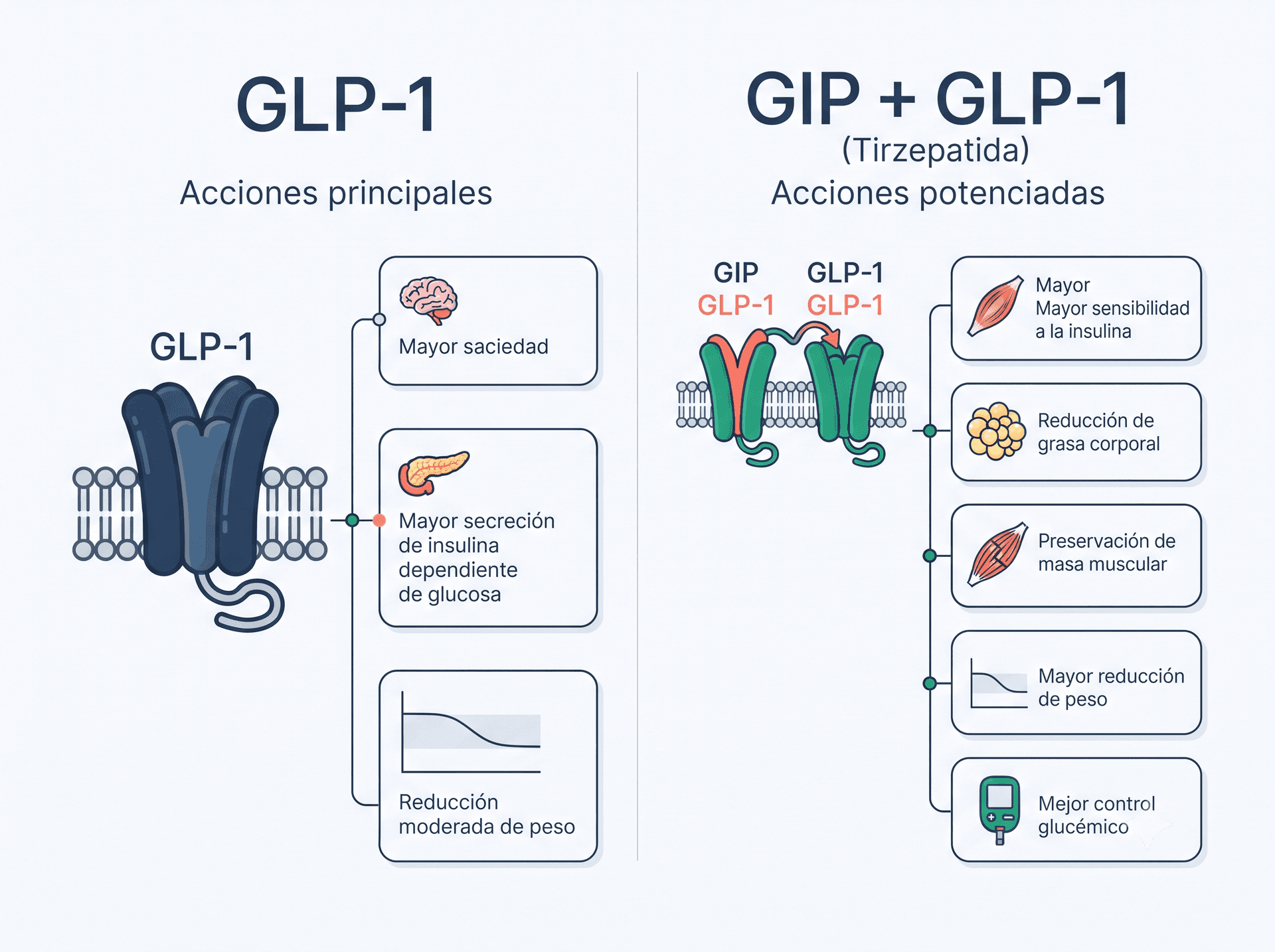 Infografía Comparativa GLP-1 y Acción Dual GIP + GLP-1