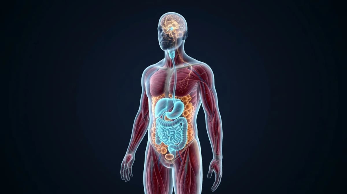 Eje metabólico cerebro intestino y análogos peptídicos COE