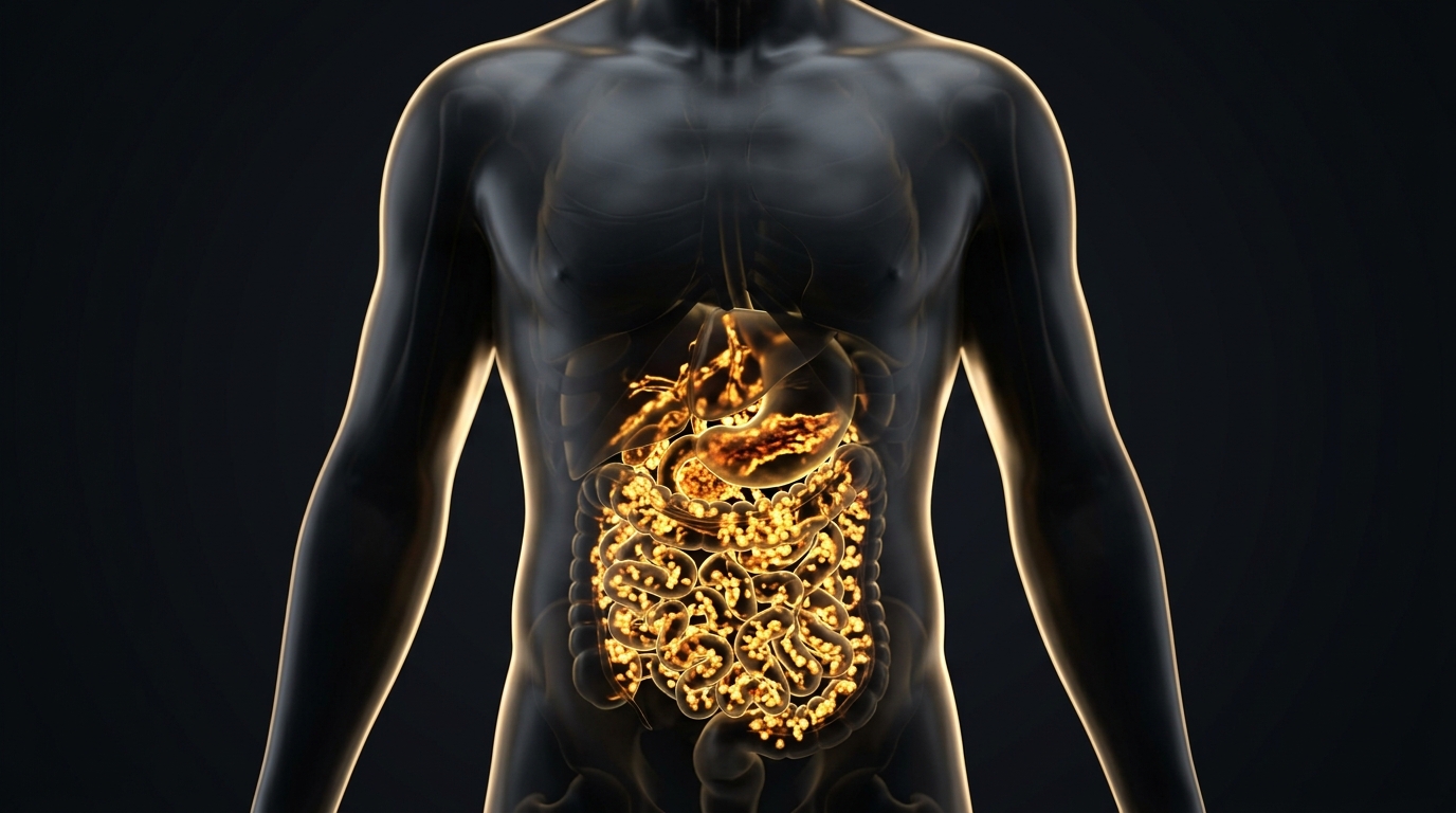Representación médica 3D del fenotipo TOFI: Silueta de contextura delgada con acumulación densa de grasa visceral profunda en la cavidad abdominal.